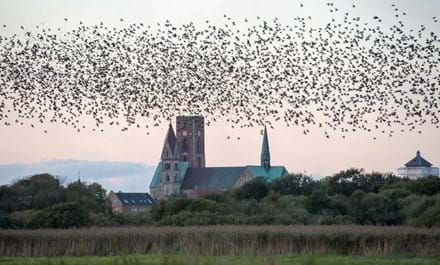 Ribe Efterår2